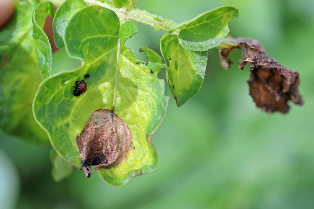 Tomato disease symptoms spreading into upper foliage