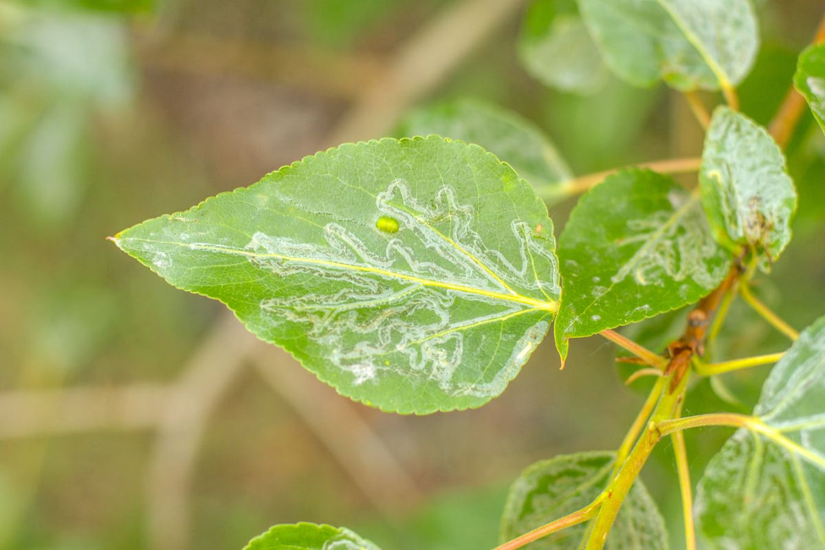 Leafminer tunnel damage inside a tomato leaf