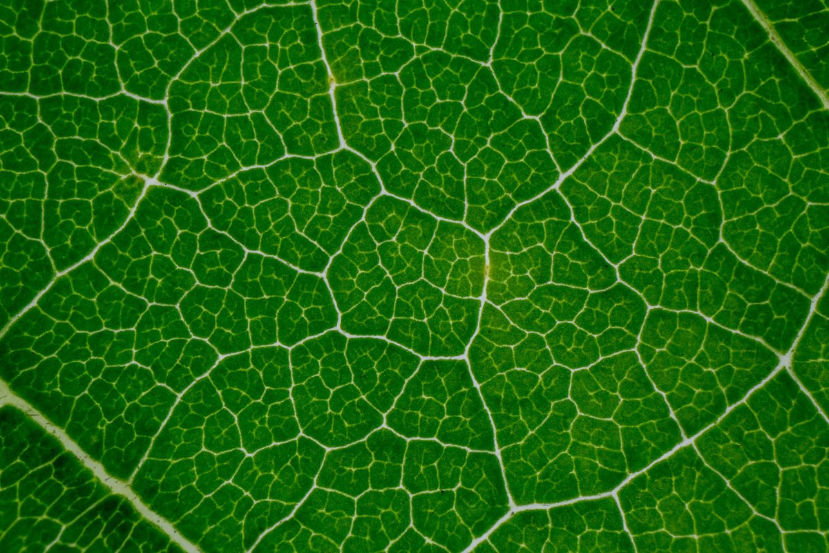 Underside of a tomato leaf being inspected for pests