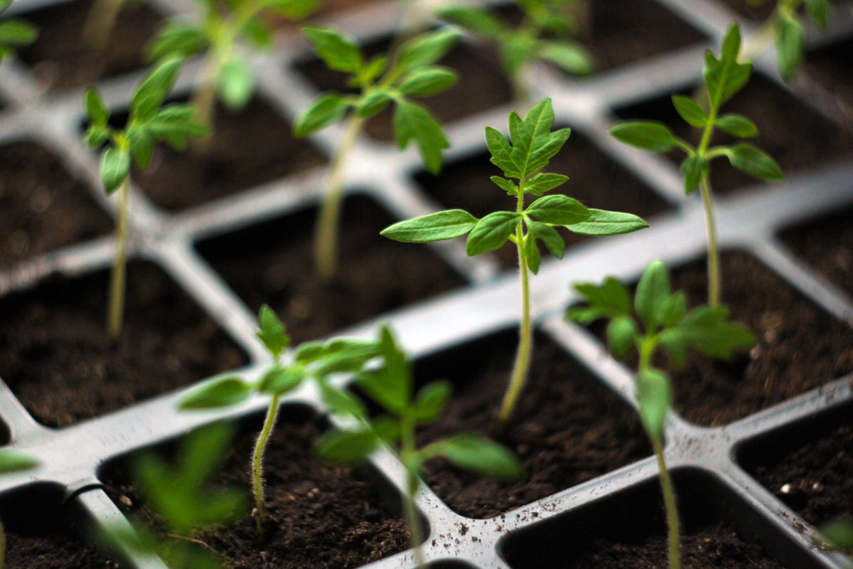 Tender new tomato growth being checked for pests