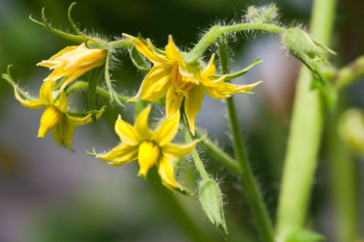 Tomato flowers being inspected for thrips and aphids