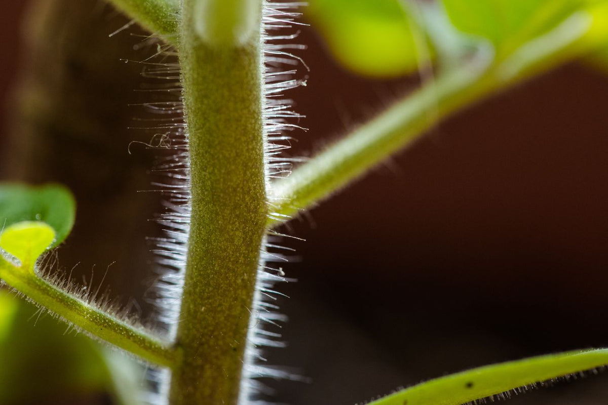 Tomato stems and petioles being inspected for pest damage