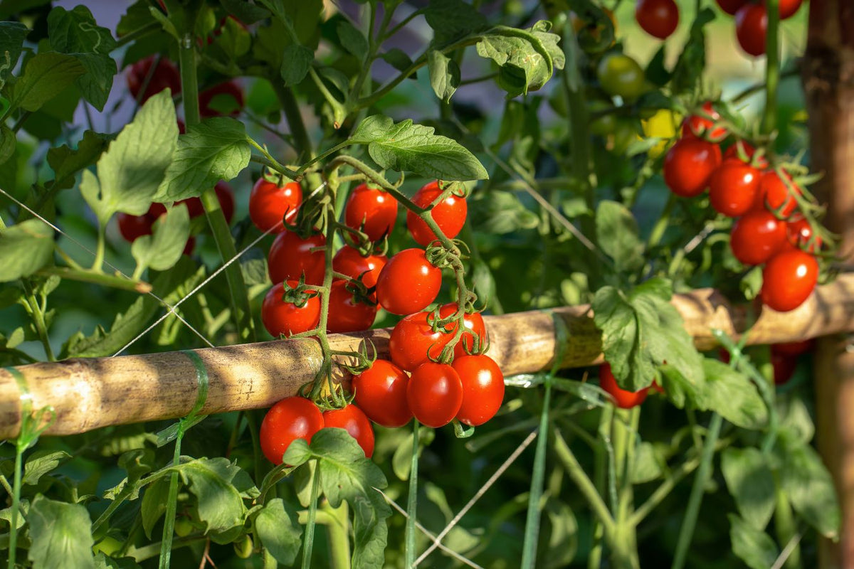 Developing tomato fruit being inspected for pest damage