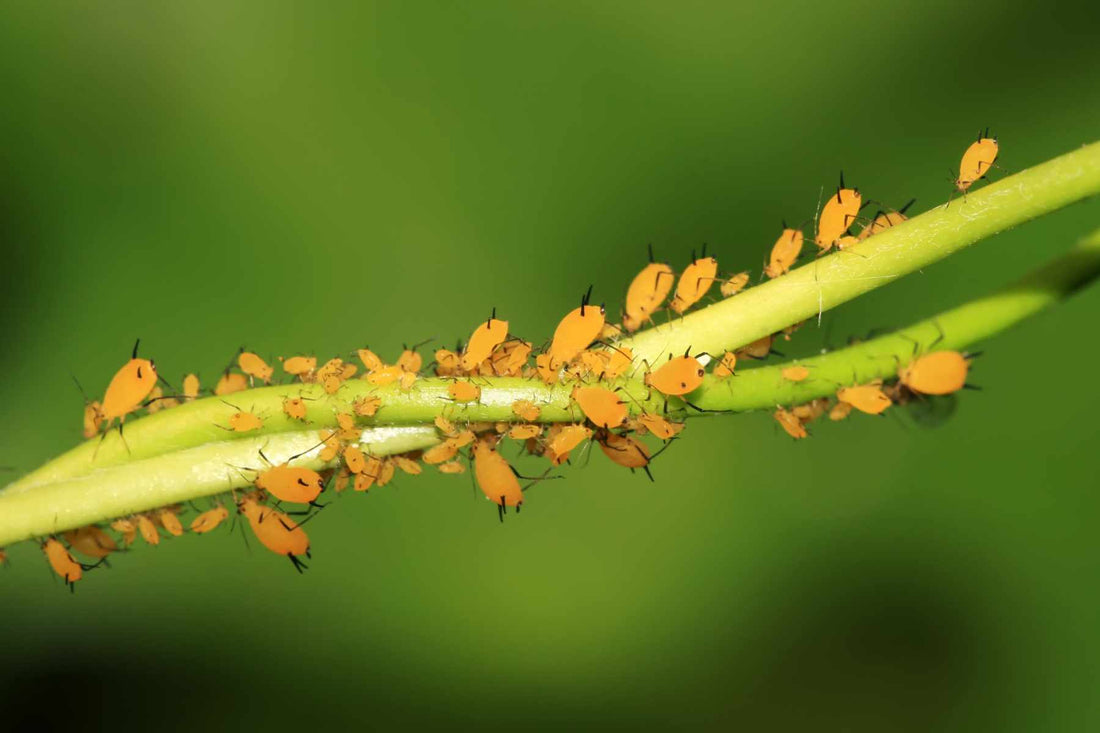 Aphid colony on strawberry tender growth