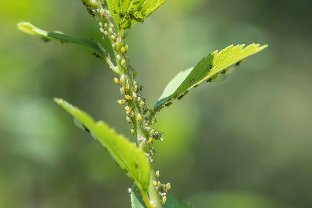 Aphids on strawberry new growth