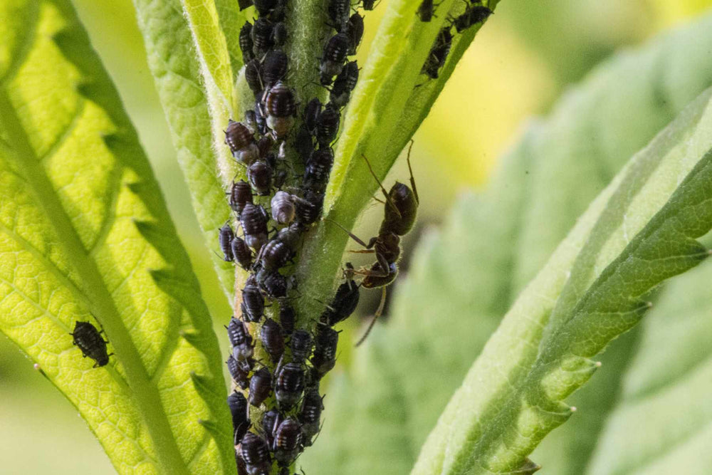 Aphids clustered on tender rose growth