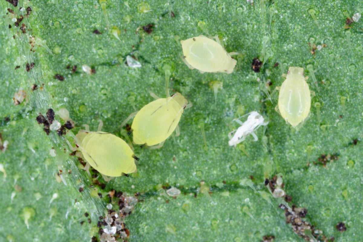 Aphids in greenhouse crop