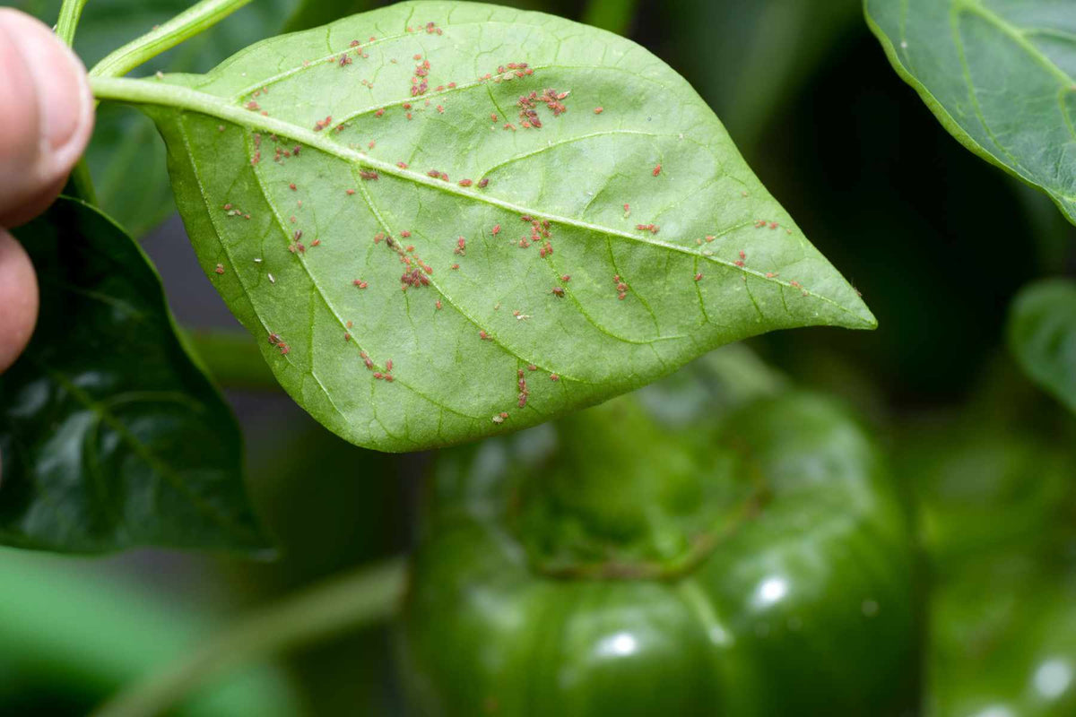Aphids clustered on tender pepper growth