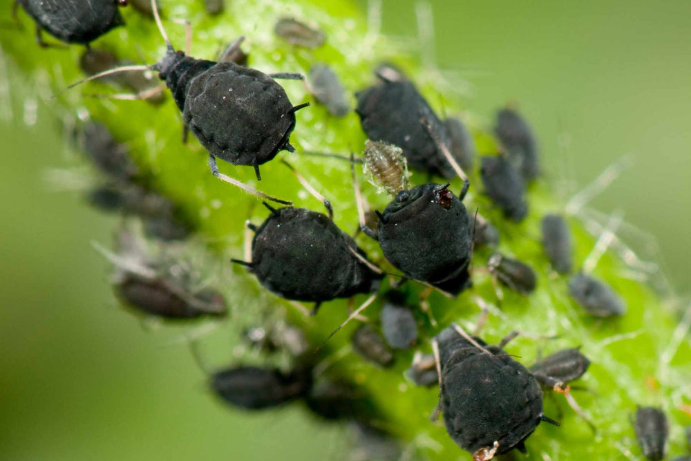 Aphids on citrus new growth