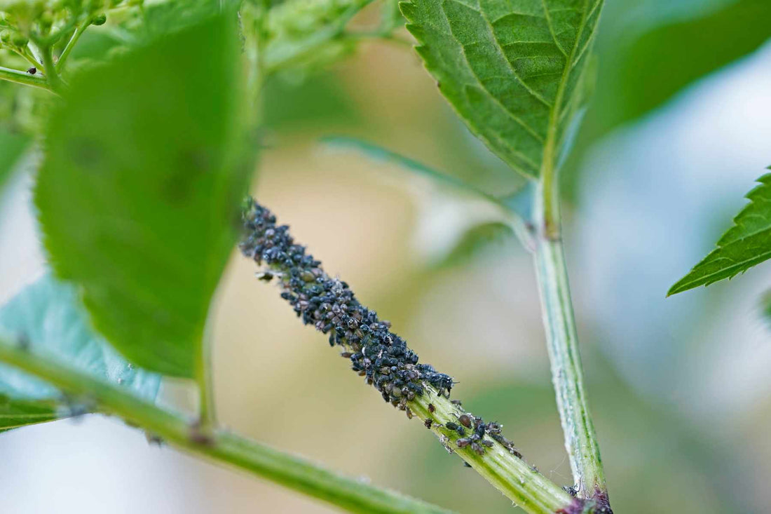 Aphids clustered around the outside of a rosebud
