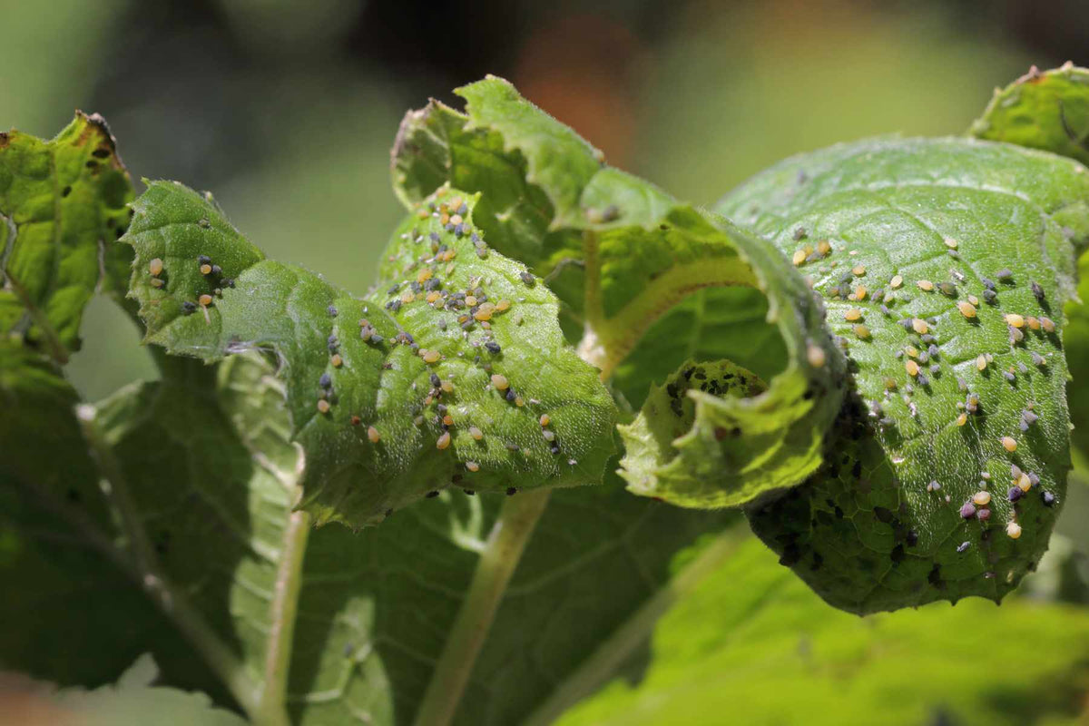 Aphids hidden inside a lettuce head