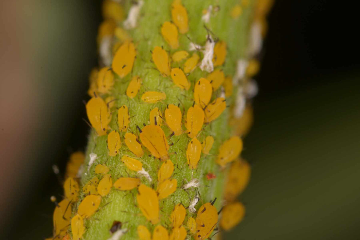 Aphids on cucumber plant