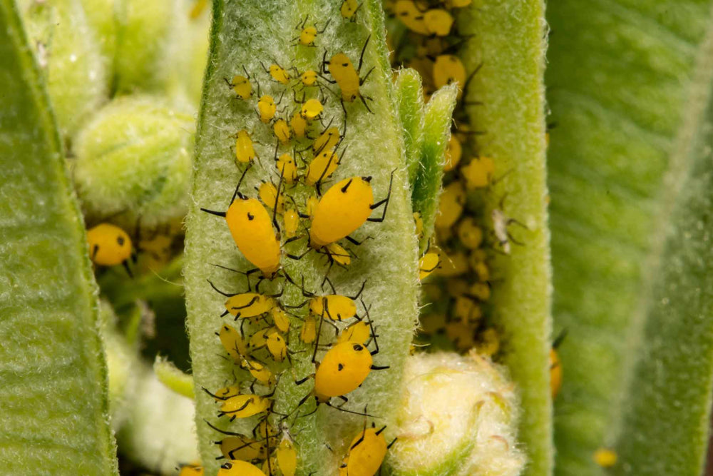 Aphids feeding on plant growth