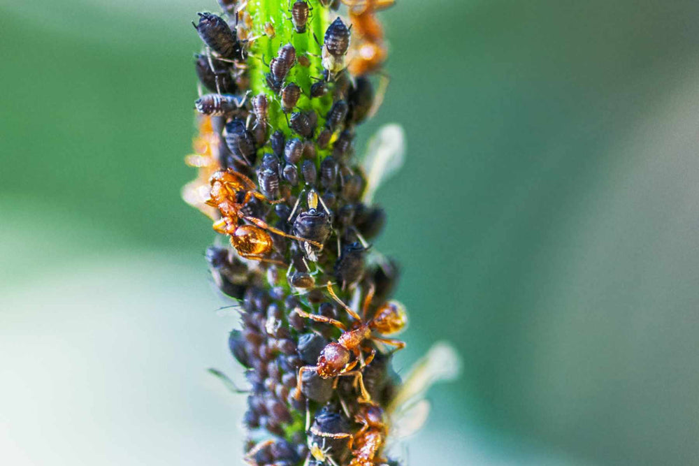 Aphids greenhouse resource
