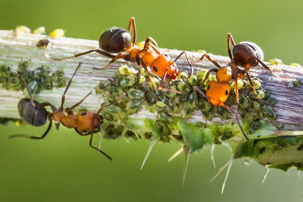 Aphids related cucumber resource