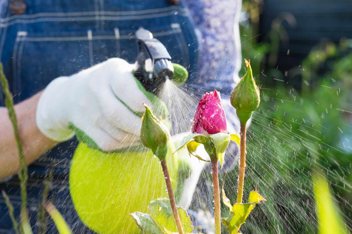 Applying Lost Coast Plant Therapy to rose leaves, shoots, buds, and flowers
