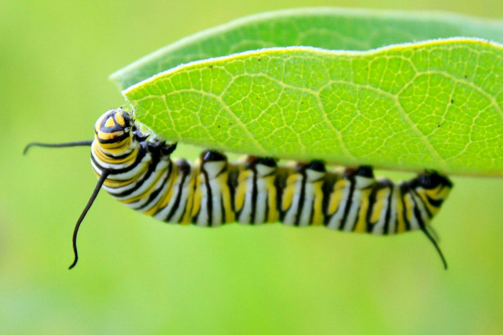 Caterpillar damage on vegetable leaves