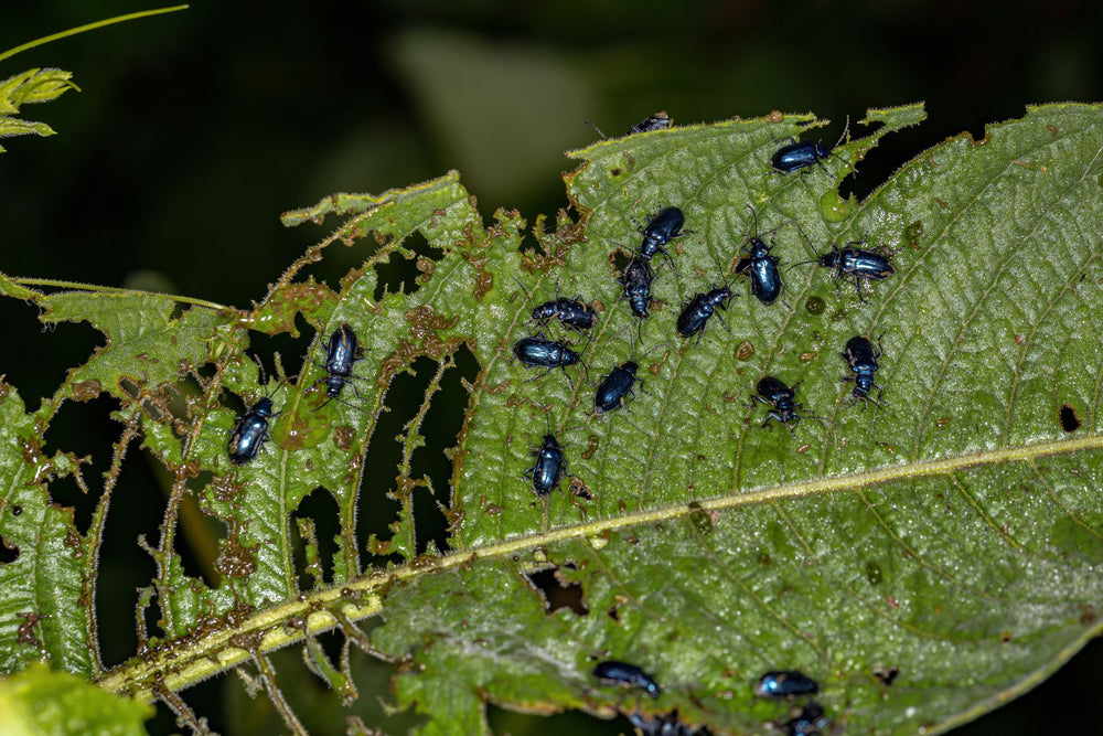 Flea beetle shot holes on vegetable leaf