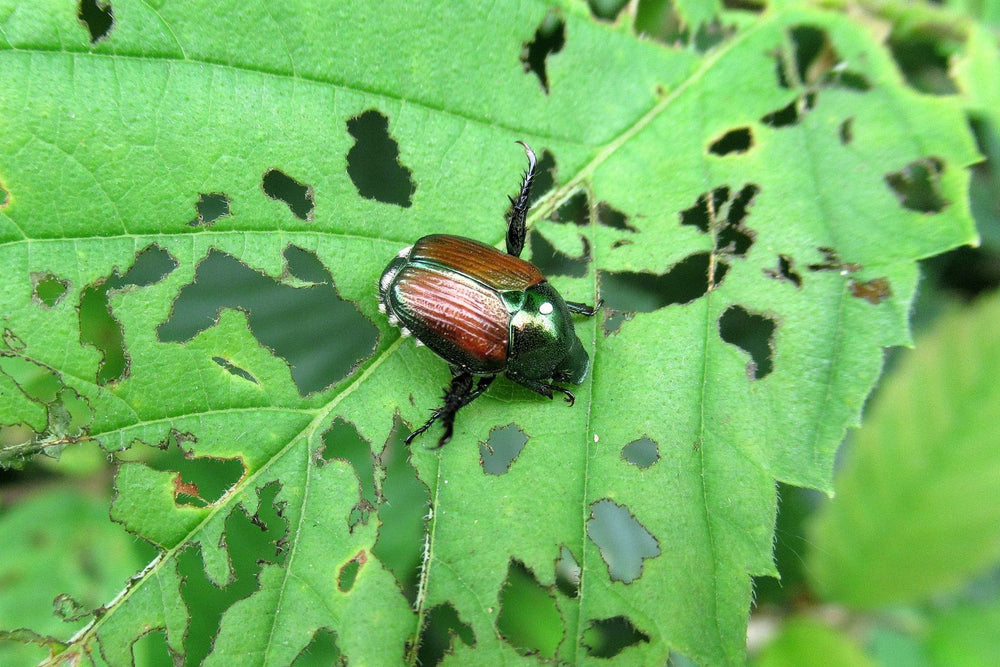 Beetle or earwig chewing damage on vegetables