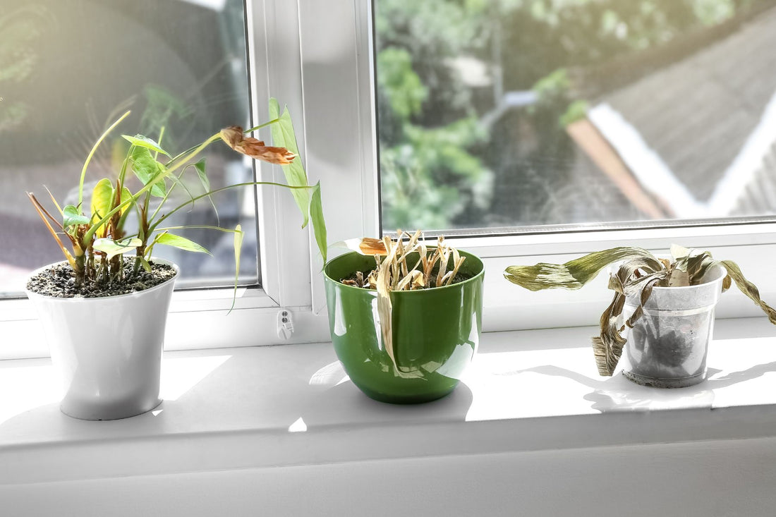 Wilted vegetable with root-zone inspection