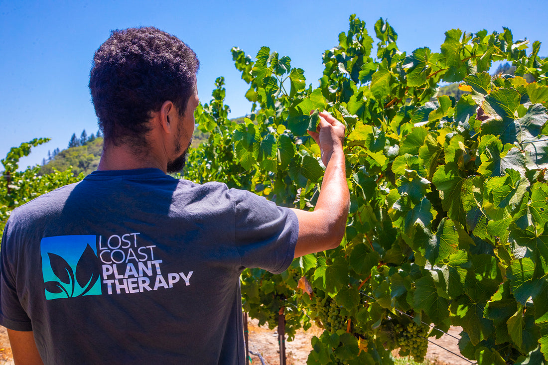 Organic vineyards and wine