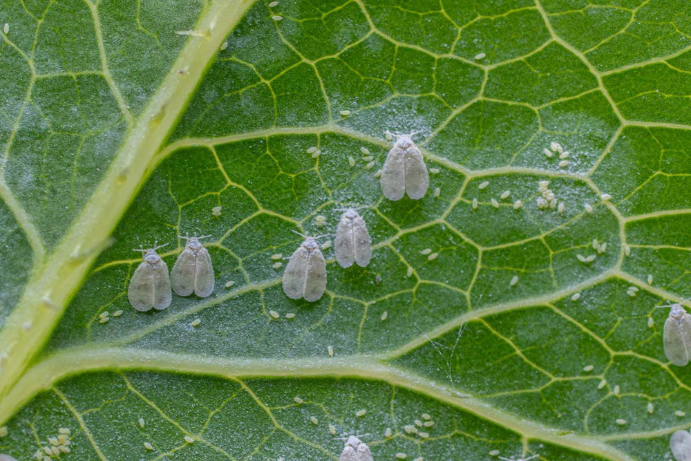 Whiteflies on pepper plants