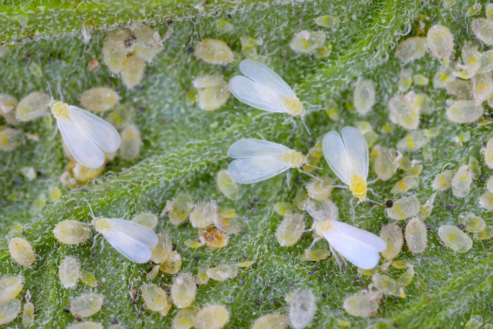 Whiteflies on tomato leaves
