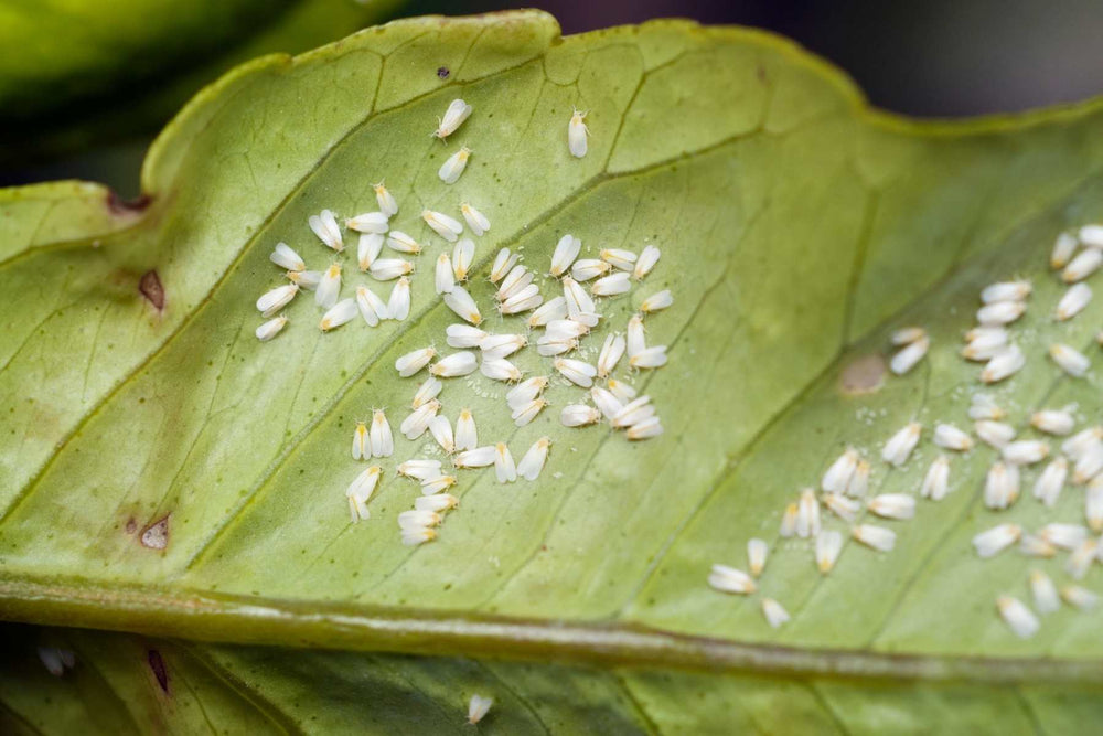 Whiteflies and immature stages below a plant leaf