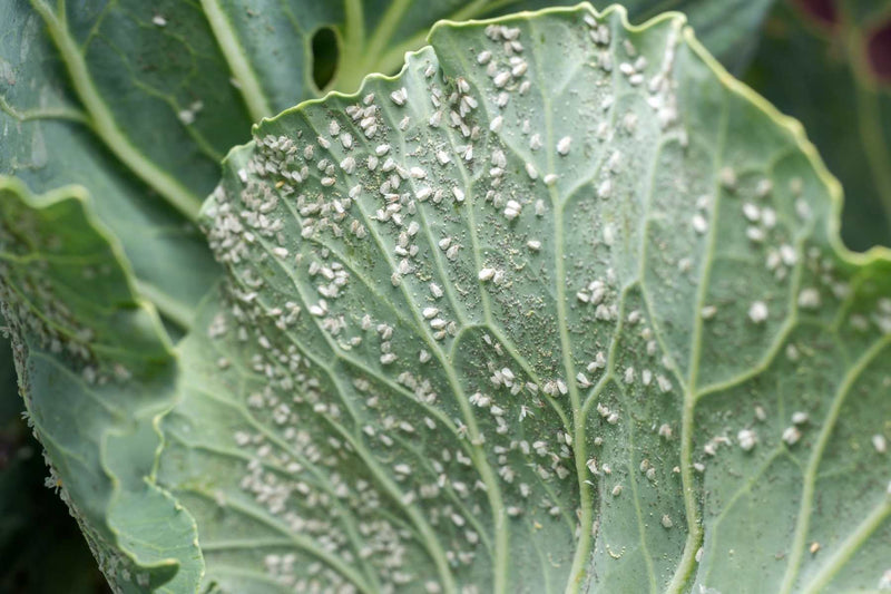 Whitefly stages beneath pepper leaf