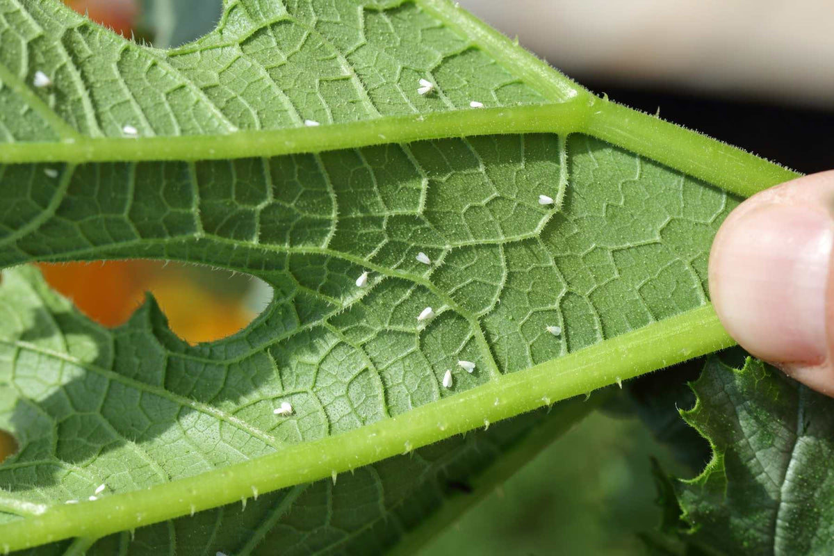 Whiteflies in greenhouse crop