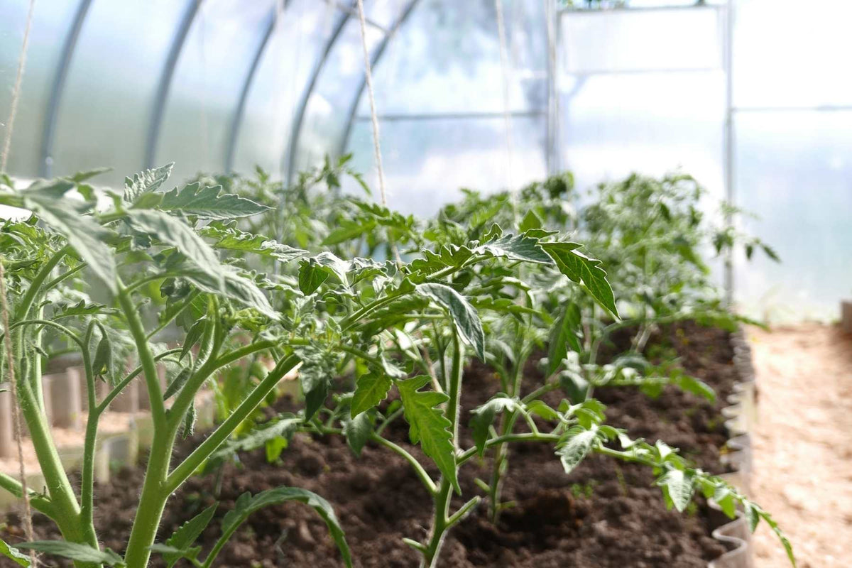 Cornell greenhouse trial graphic or greenhouse application image