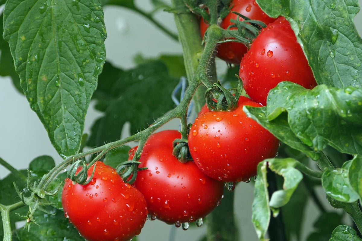 Tomato plant showing pest scouting symptoms