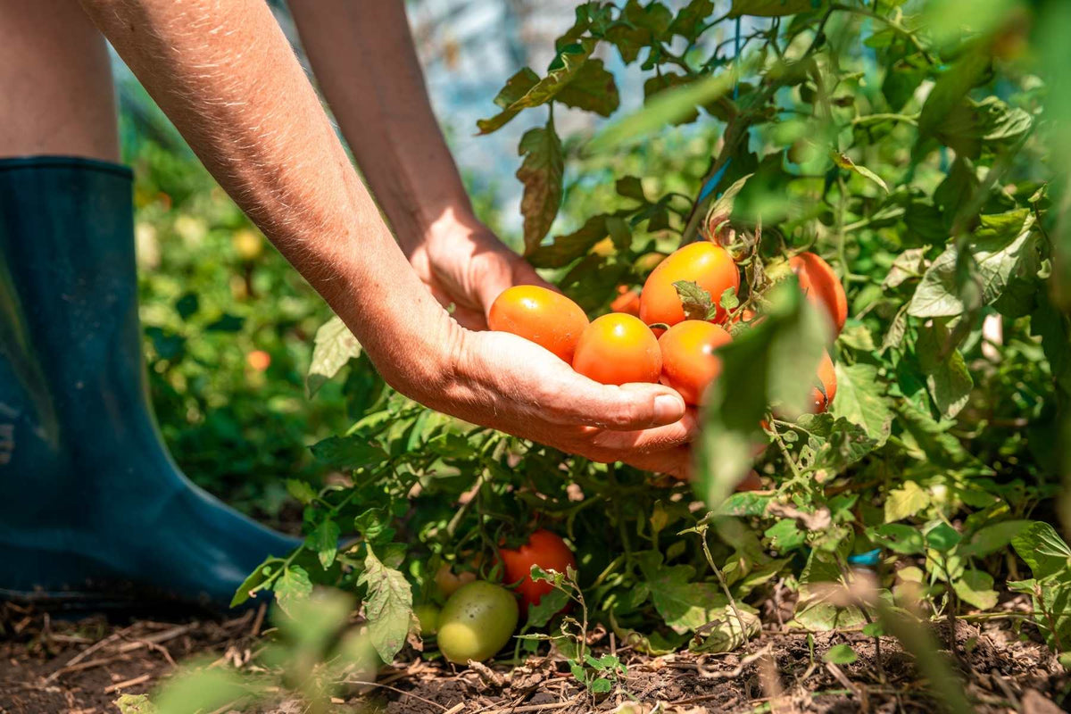 Applying Lost Coast Plant Therapy to tomato plants