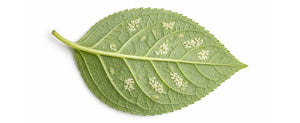 How to get rid of whiteflies