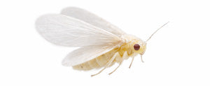 How to get rid of whiteflies