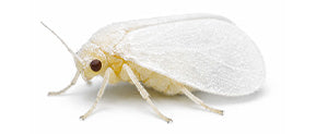 How to get rid of whiteflies