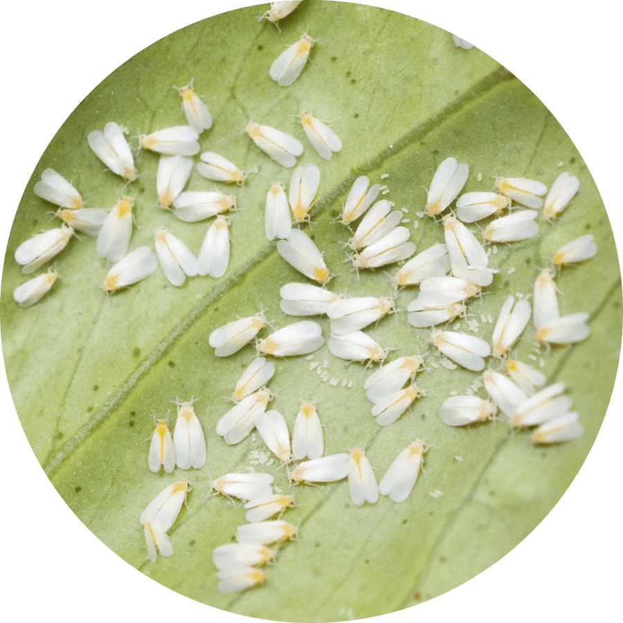 Whiteflies on the underside of a leaf, get rid of whiteflies