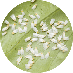 Whiteflies