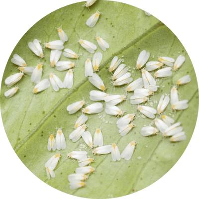 Whiteflies on the underside of a leaf