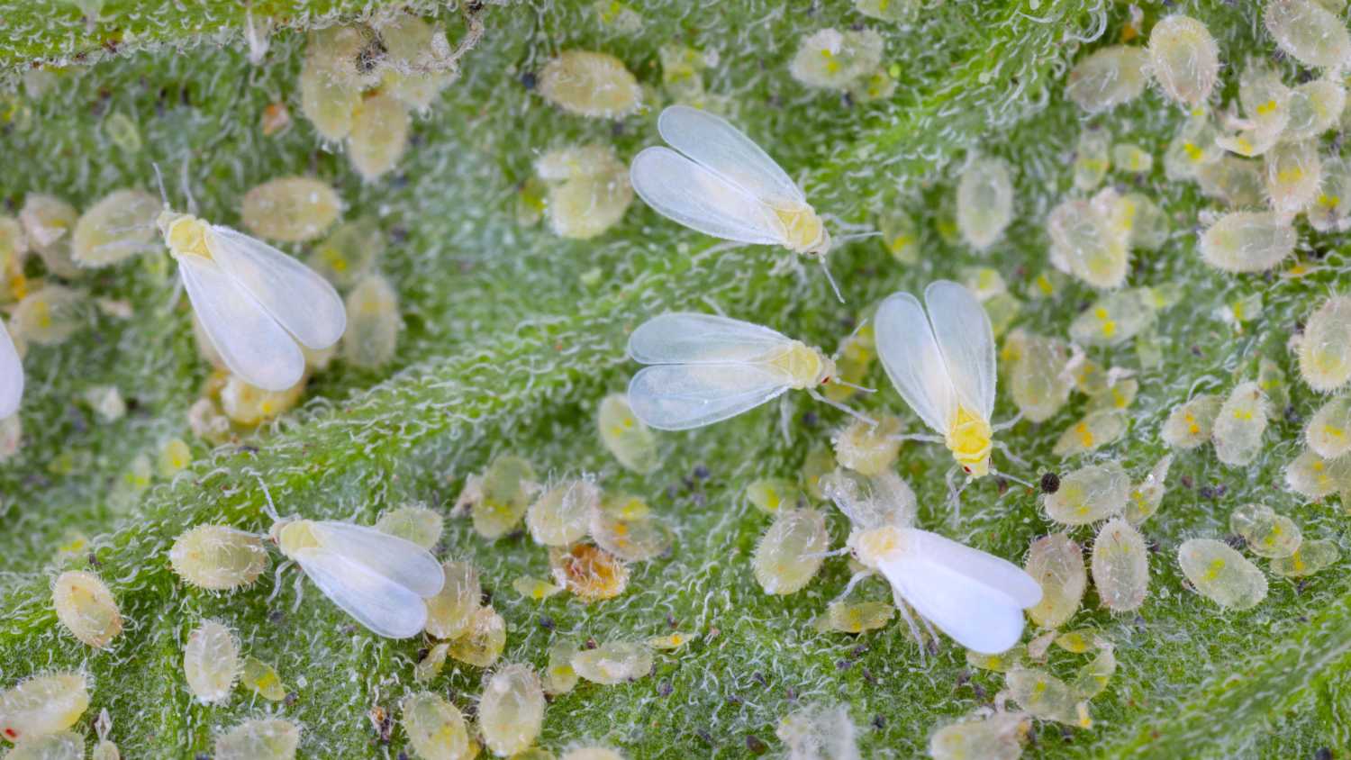 How to get rid of whiteflies