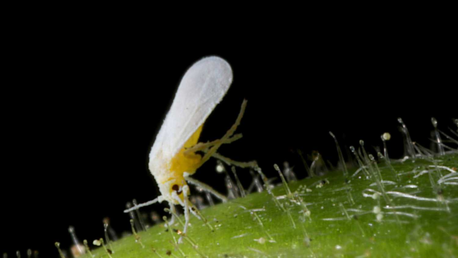 How to get rid of whiteflies