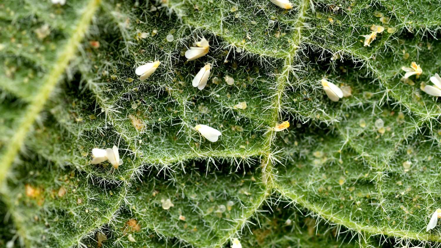 How to get rid of whiteflies