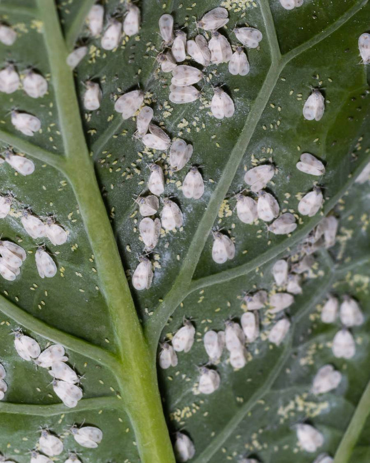 How to get rid of whiteflies