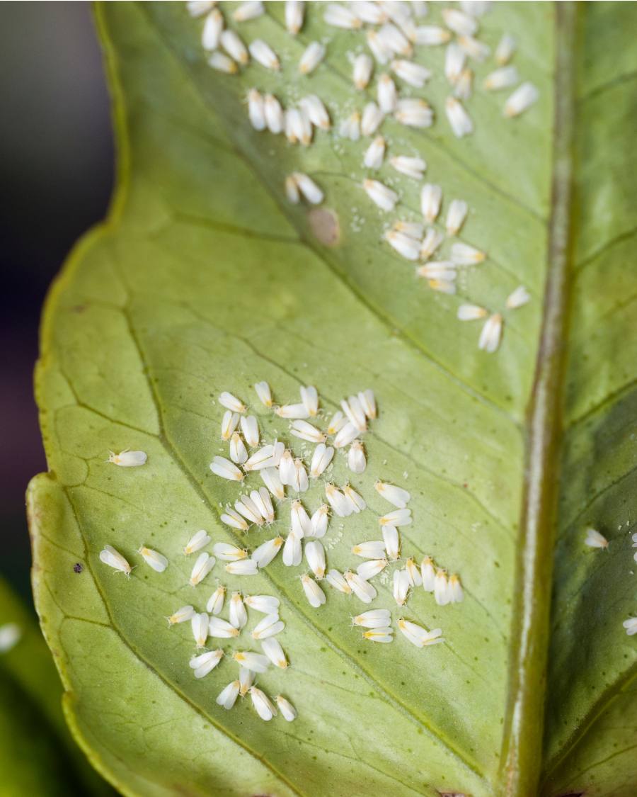 Adult whiteflies lifting from lettuce foliage