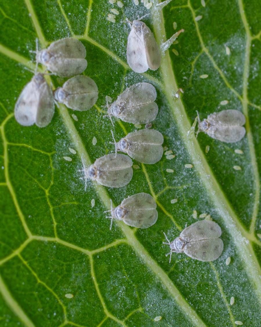 Whitefly immature stages under a lettuce leaf