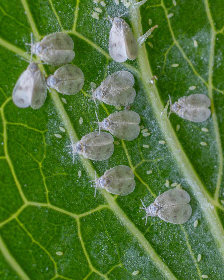 How to get rid of whiteflies