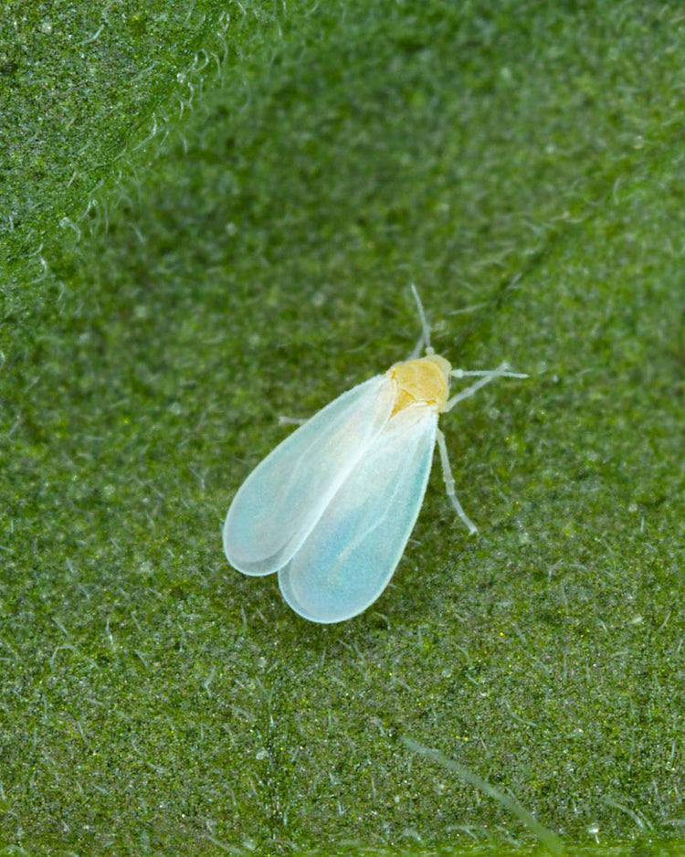 How to get rid of whiteflies