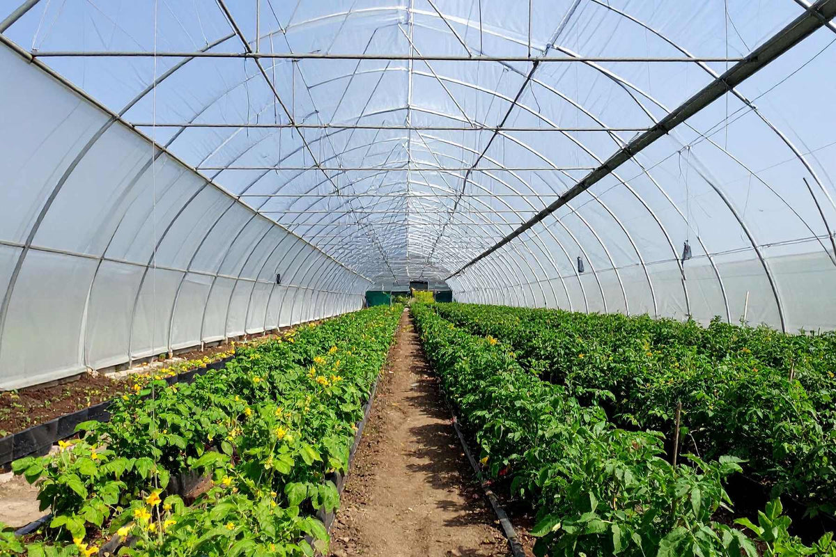 Greenhouse grower inspecting crop leaves and sticky cards